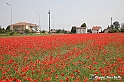VBS_2677 - Fioritura Narcisi Castelnuovo Nigra 2022 e campi di papaveri rossi